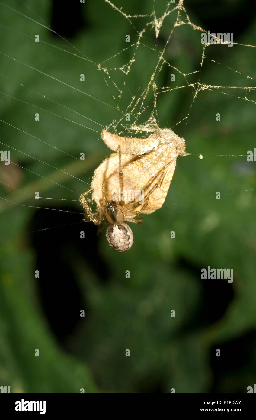 Giardino Spider & Preda Foto Stock