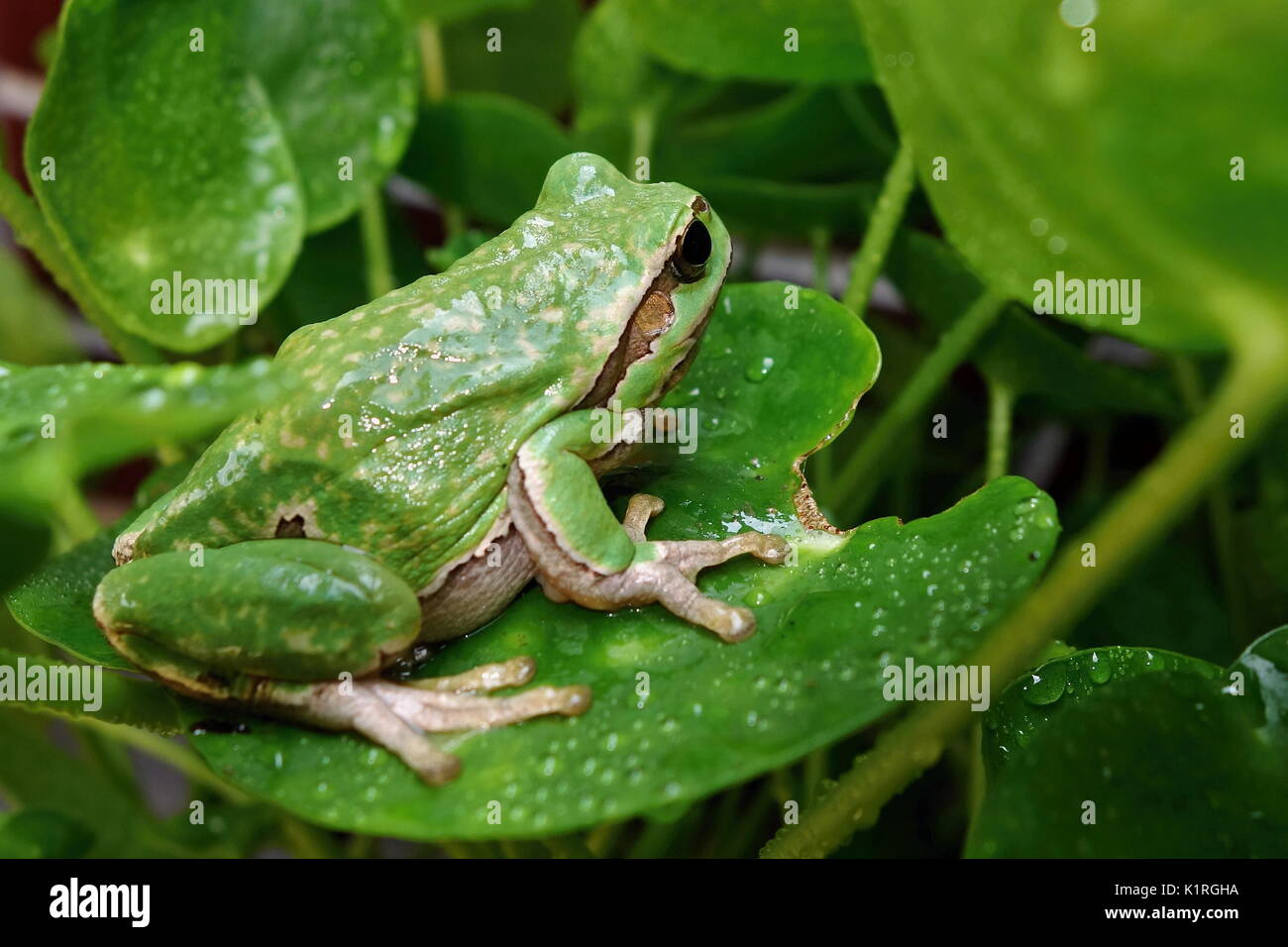 Nizza anfibio verde raganella, Hyla arborea, seduti su habitat di erba. Foto Stock