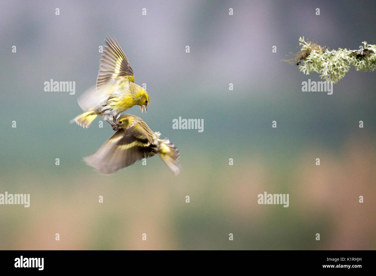 Lucherino (Spinus spinus) combattimenti in volo, ali stese Foto Stock