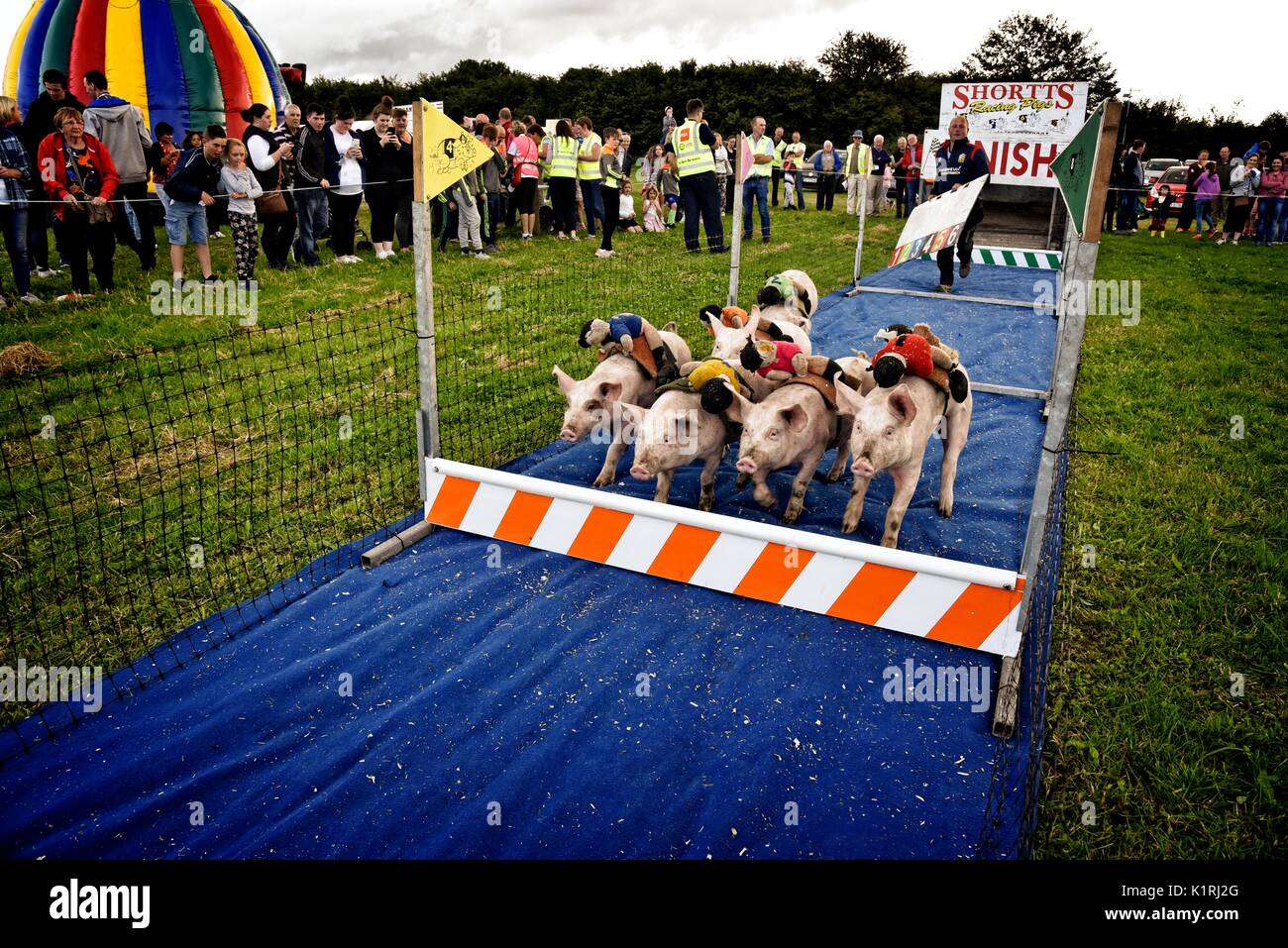 L'Irlanda Askeaton country fair. Maiale racing. Foto Stock