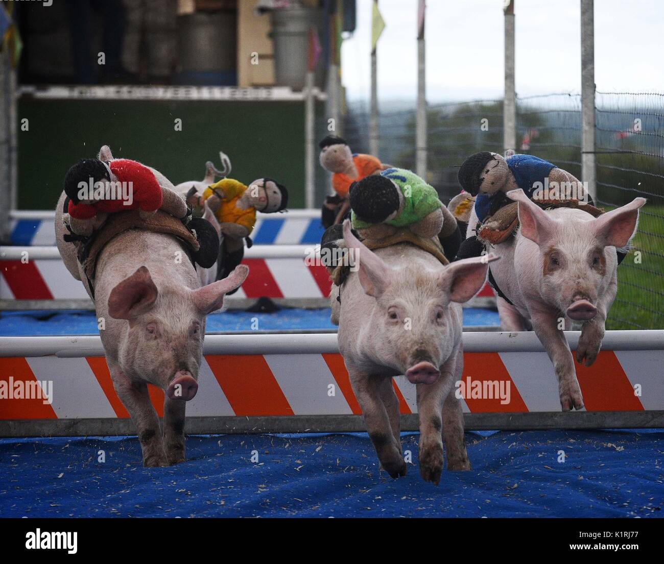 L'Irlanda Askeaton country fair. Maiale racing. Foto Stock