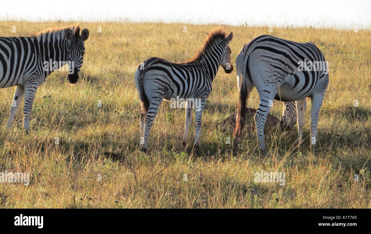 Le pianure zebra (Equus quagga), Sud Africa Foto Stock