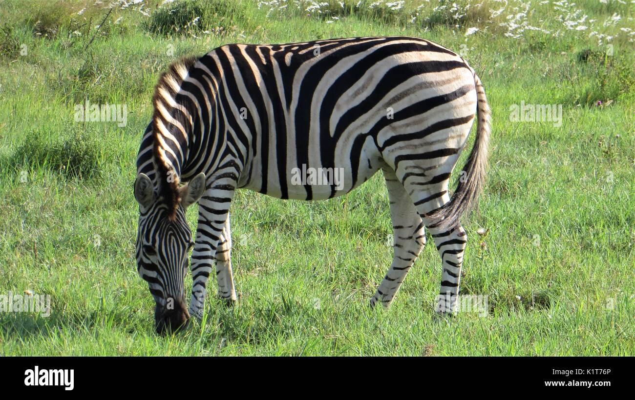 Le pianure zebra (Equus quagga), Sud Africa Foto Stock