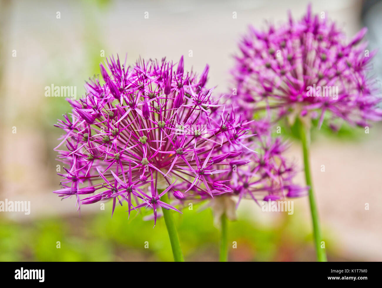 Viola allium fiore. allium hollandicum 'viola sensazione', allium, fiore viola Foto Stock