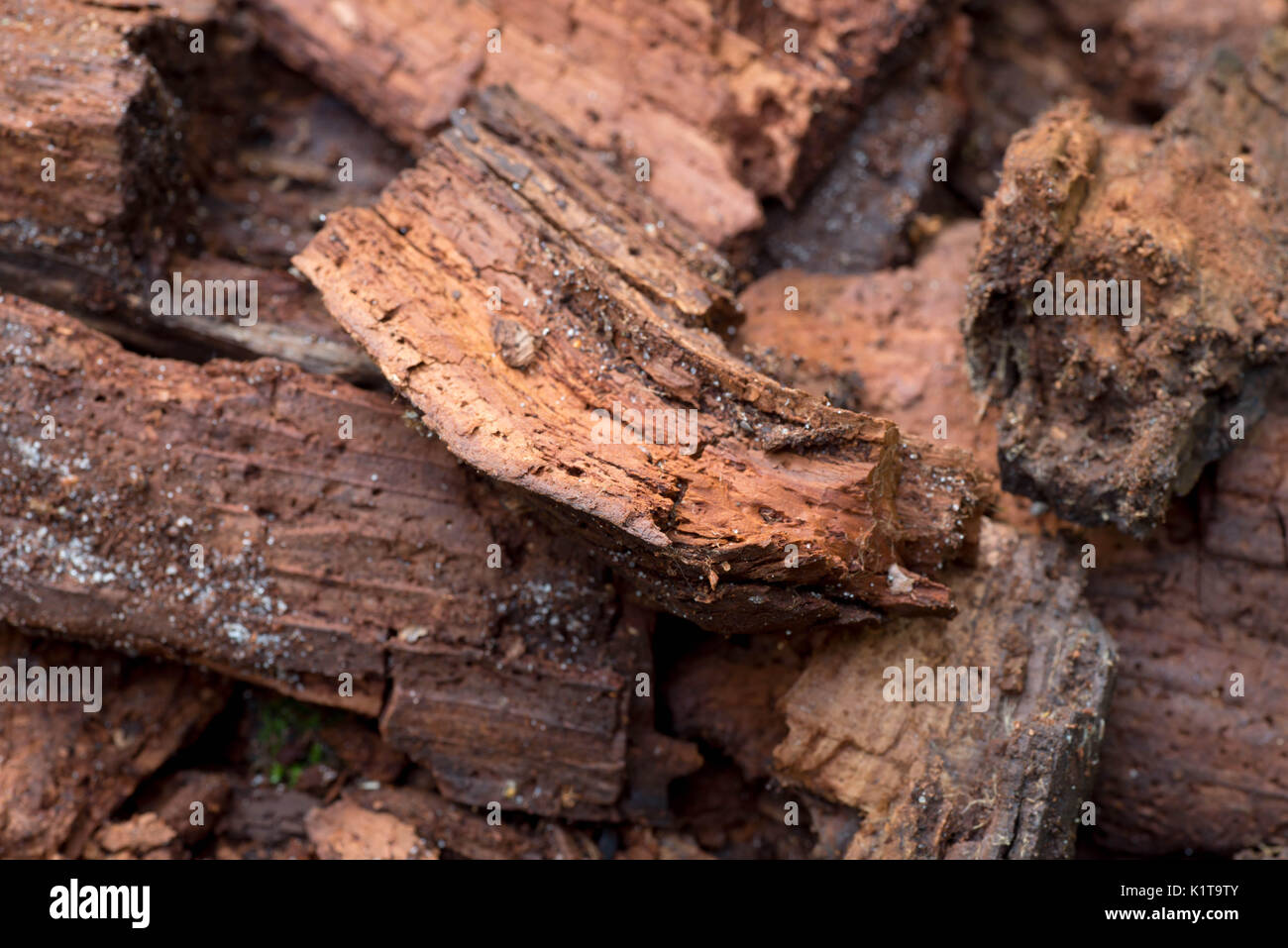 Il vecchio legno marcio nella foresta closeup Foto Stock