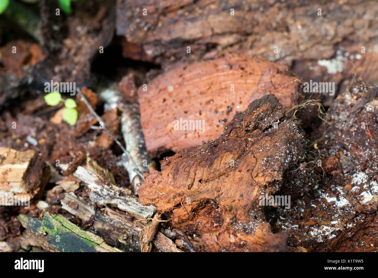 Il vecchio legno marcio nella foresta closeup Foto Stock