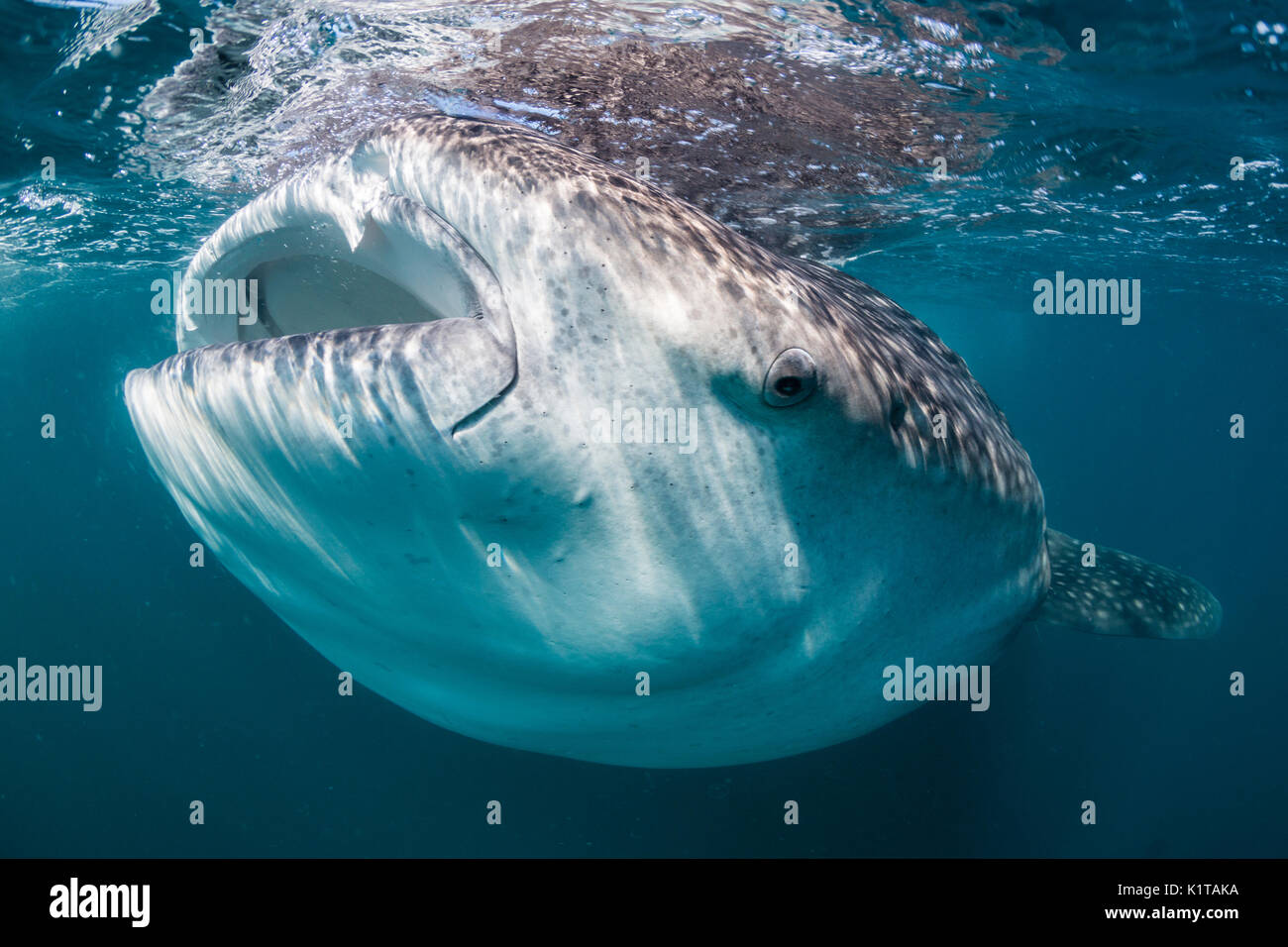 Un squalo balena si nutre di plancton e krill vicino alla superficie della baia di La Paz, Messico. Foto Stock