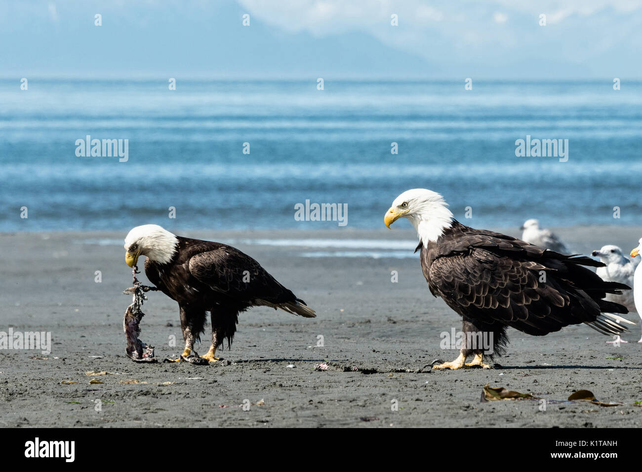 Una dominante più grande aquila calva guarda il suo rivale più piccoli mangiare scarti di pesce sulla spiaggia al punto di ancoraggio, Alaska. Foto Stock