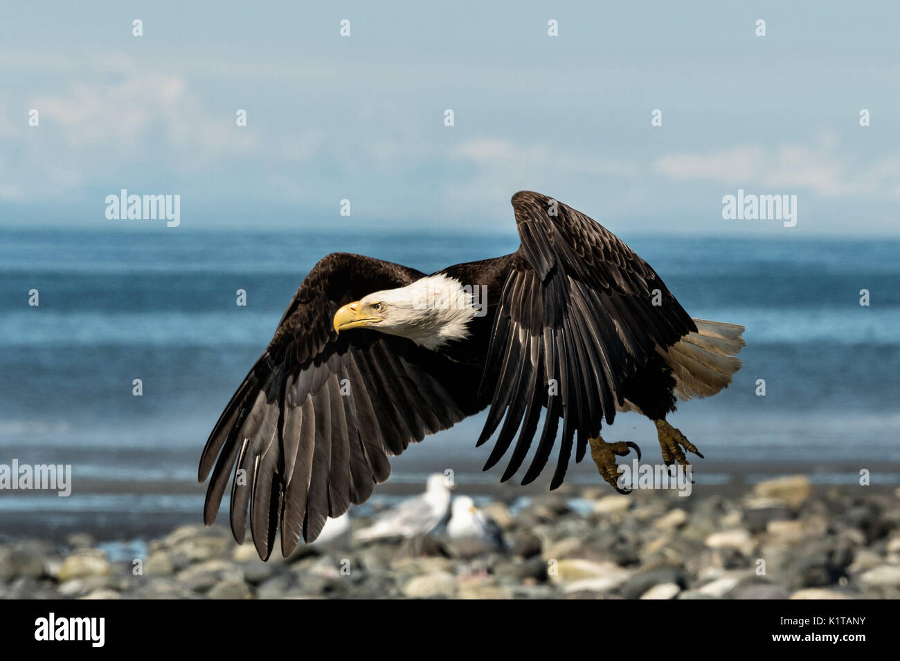 Un aquila calva vola lungo la spiaggia al punto di ancoraggio, Alaska. Foto Stock