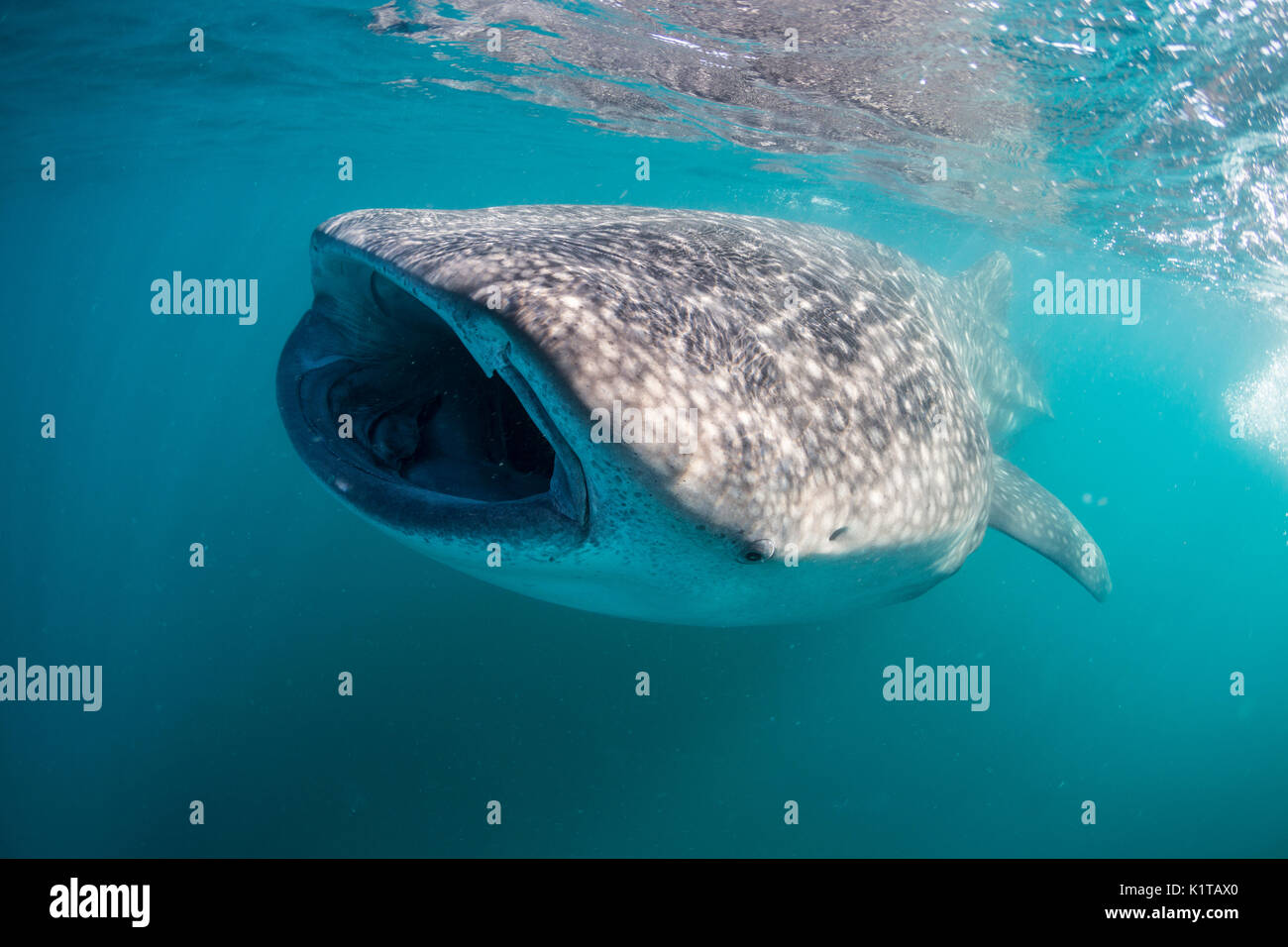 Un squalo balena si nutre di plancton e krill vicino alla superficie della baia di La Paz, Messico. Foto Stock