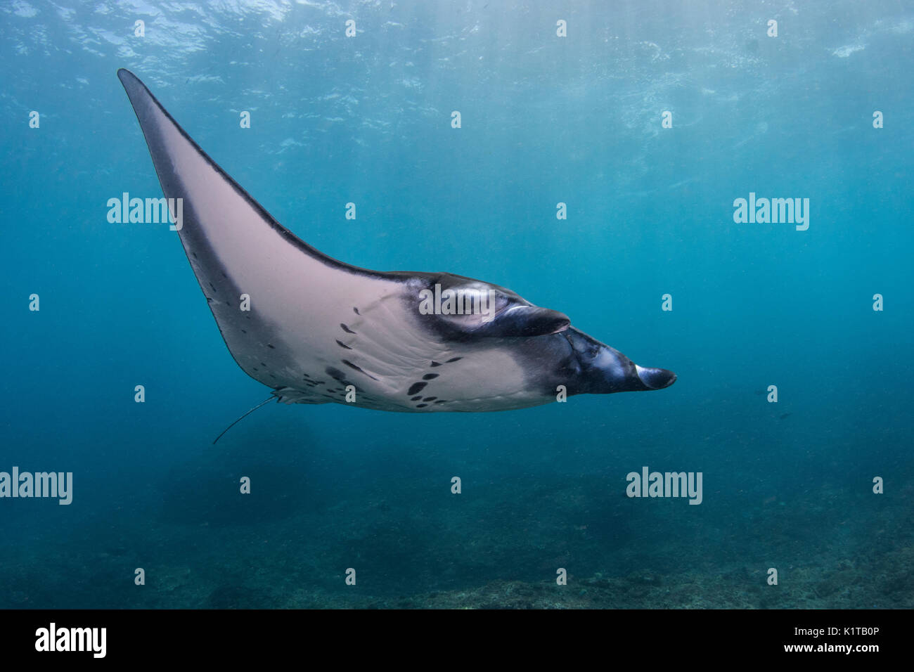 Un reef manta ray nuota vicino la stazione di pulizia al punto di Manta, Nusa Penida, al largo della costa di Bali. Foto Stock