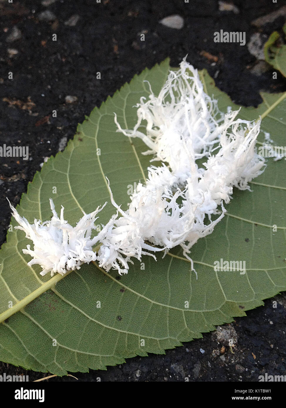 Butternut lanosi Worm/ caterpillar Foto Stock