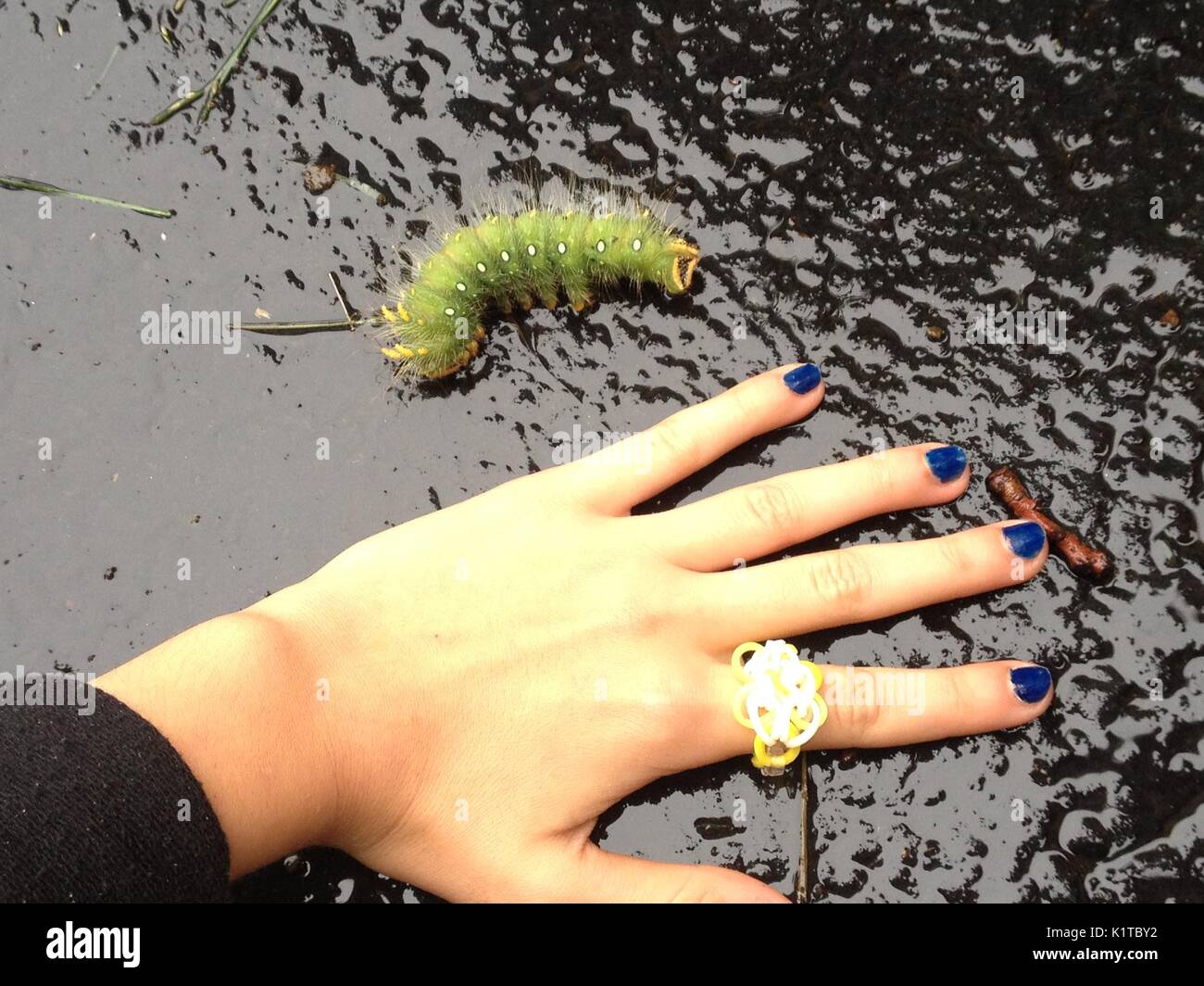 Larva di Pino imperiale moth / Eacles imperialis giant Foto Stock