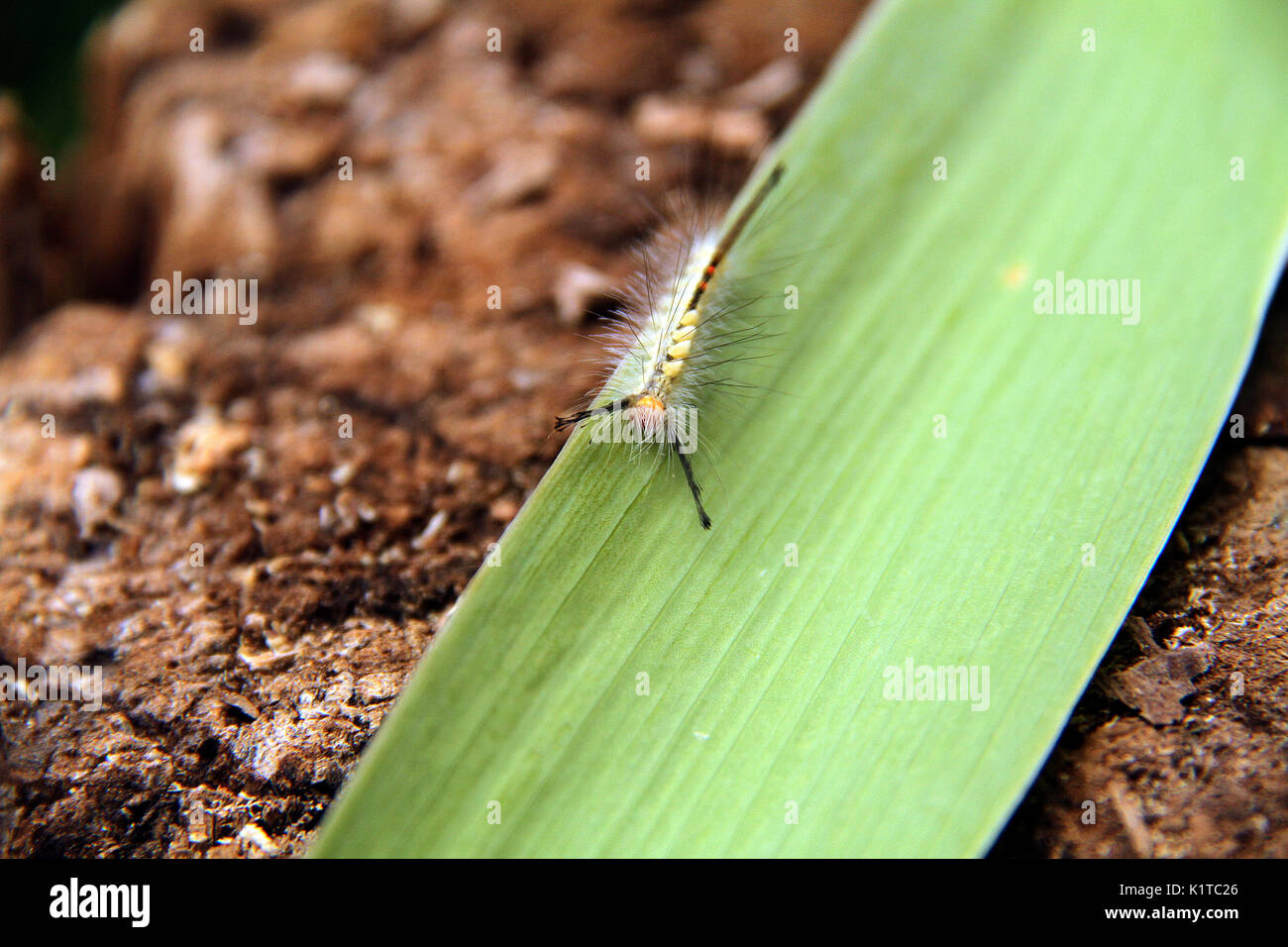 Tussock Moth Caterpillar Foto Stock