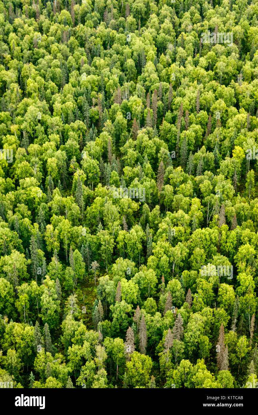 Vista aerea e modelli astratti di alberi nella taiga forest Foto Stock