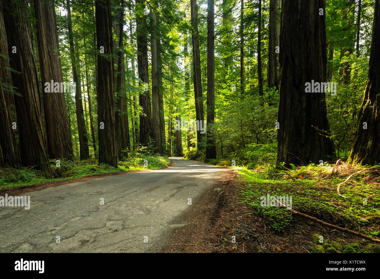 Stretta strada sterrata passa attraverso la Foresta di Redwood Foto Stock