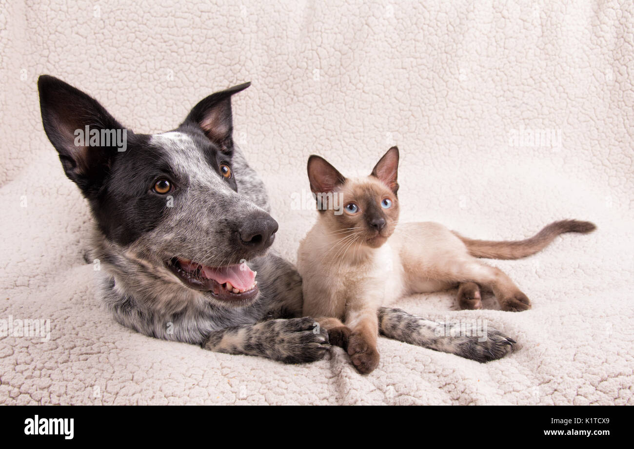 Adorably cute cane e gatto insieme su un morbido manto, guardando alla destra del visualizzatore Foto Stock
