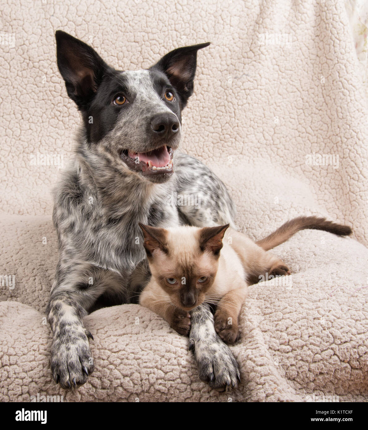 Giovane cane e gatto sdraiato su un morbido manto Foto Stock