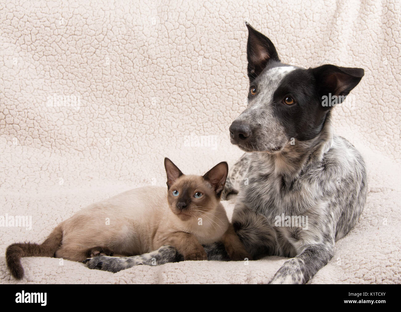 Dolce immagine di un giovane gatto siamese gatto con un giovane Texas Heeler, giacente insieme su un morbido manto; concetto per interspecies amicizia Foto Stock