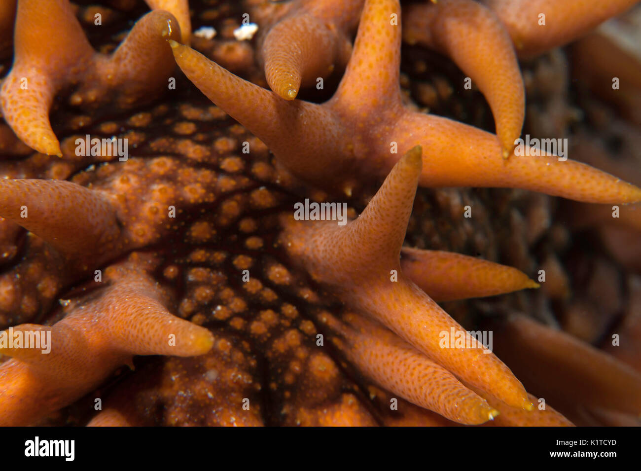 Papille di un ananas cetriolo marittimo su una scogliera nelle isole Figi. Foto Stock