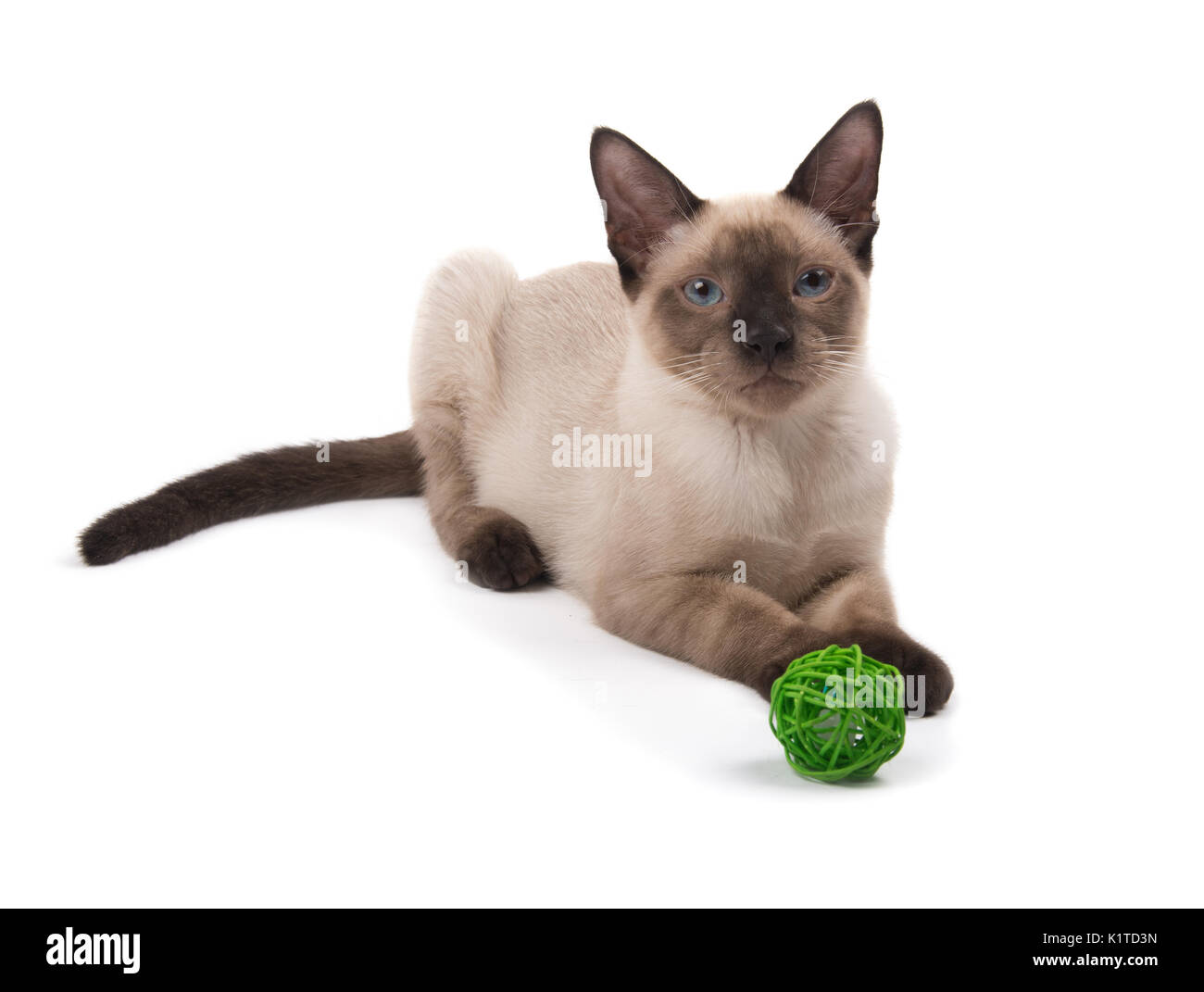 Giovani Beautifyl gatto siamese gatto sdraiato, guardando il viewer con un giocattolo al suo piede anteriore, su bianco Foto Stock
