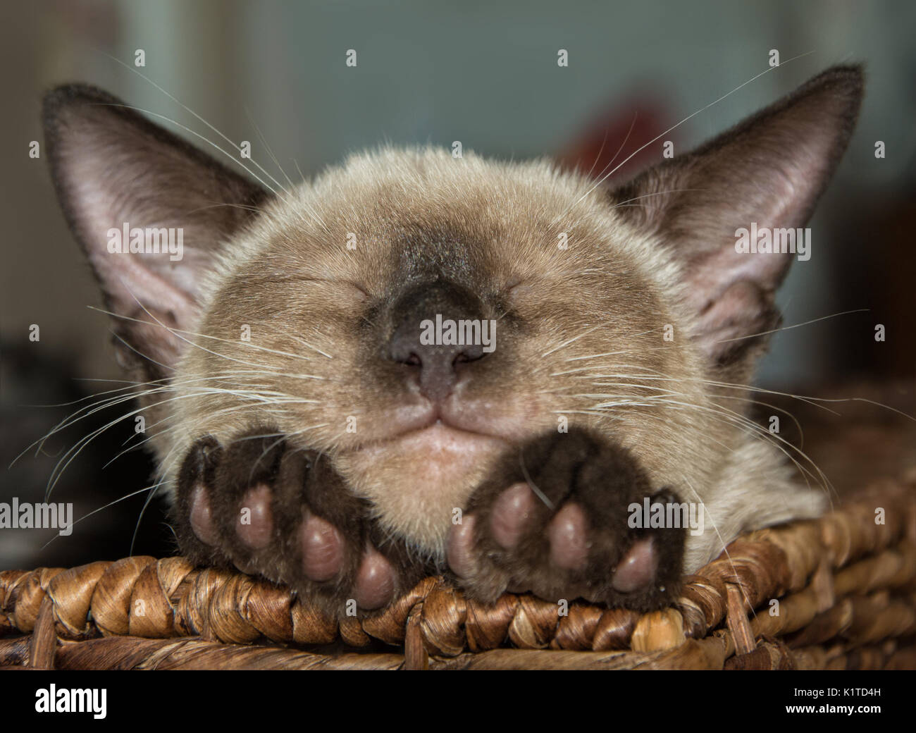 Siamese Gattino che dorme con il suo mento sulle sue zampe sul bordo di un cestino Foto Stock