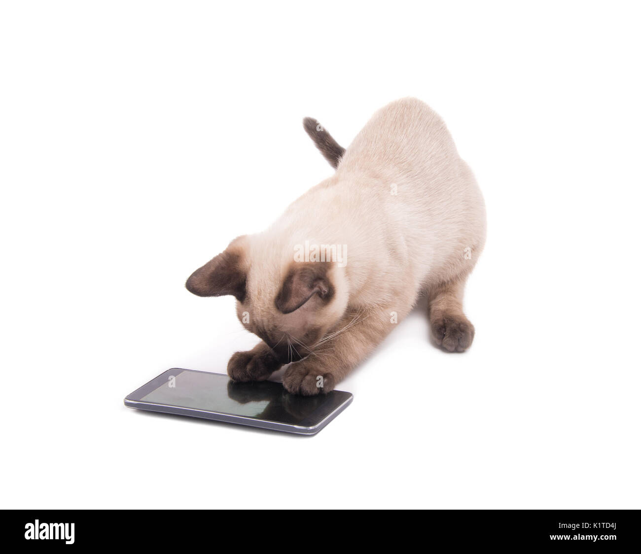 Siamese gattino scavando a uno smart phone con entrambe le zampe su bianco Foto Stock