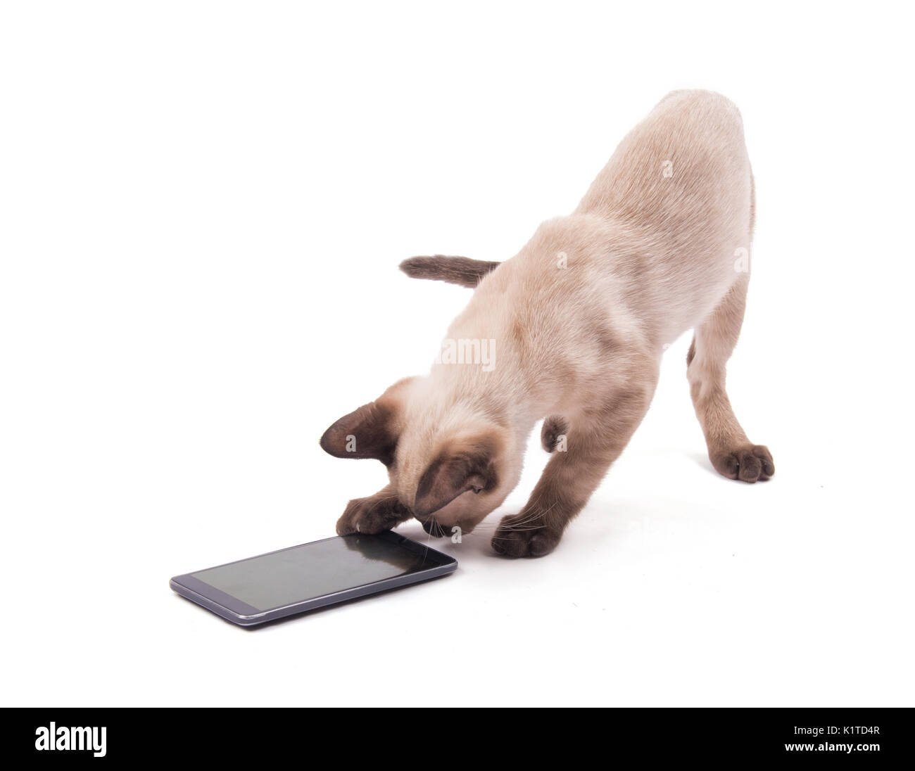 Siamese gattino isnpecting uno smart phone, su bianco Foto Stock