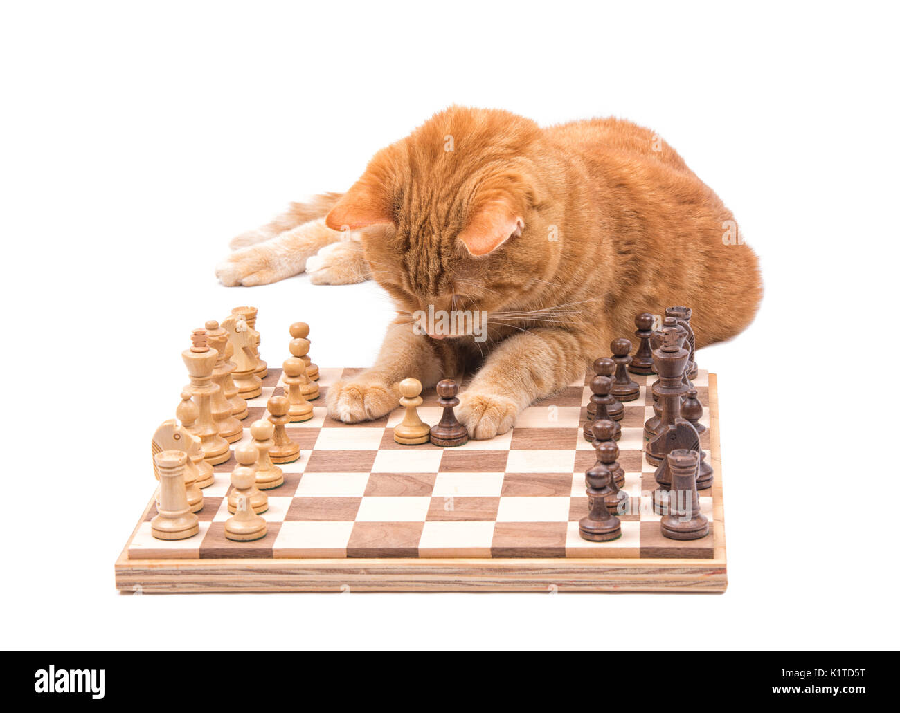 Lo zenzero tabby cat spostando delicatamente i pezzi di scacchi, isolato su bianco Foto Stock