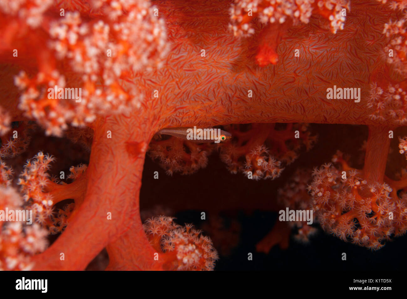 Un piccolo gobide su soft coral su una scogliera nelle isole Figi. Foto Stock