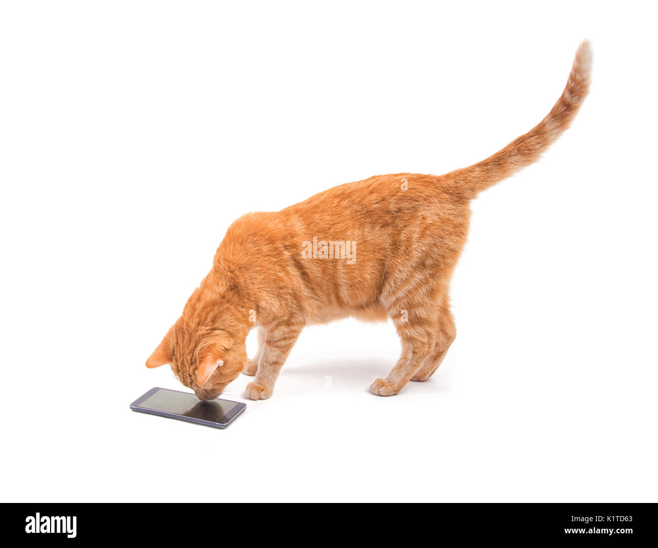 Bello lo zenzero tabby cat prendere uno sguardo più da vicino a un telefono intelligente, su bianco Foto Stock