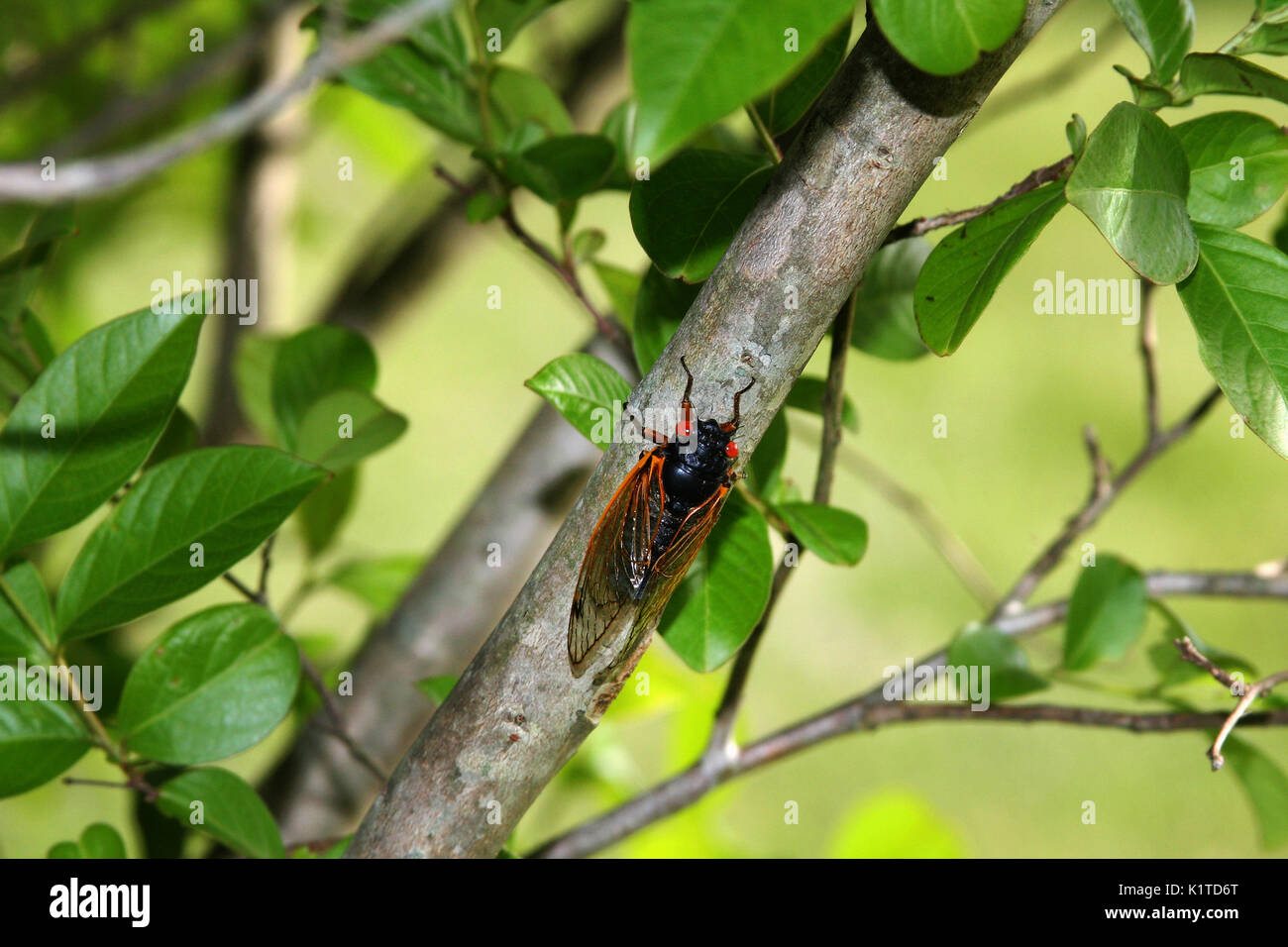 Cicala per adulti Foto Stock