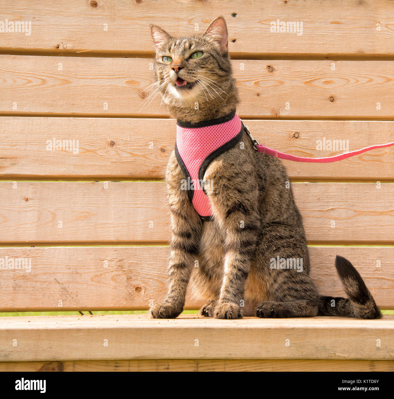 Brown tabby cat in un cavo di colore rosa e il guinzaglio, seduto su una panca in legno meowing Foto Stock