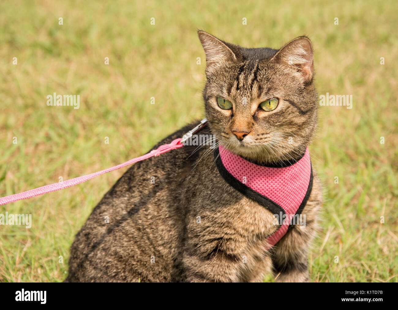 Bella brown tabby CAT nel cablaggio e guinzaglio con estate sfondo verde Foto Stock