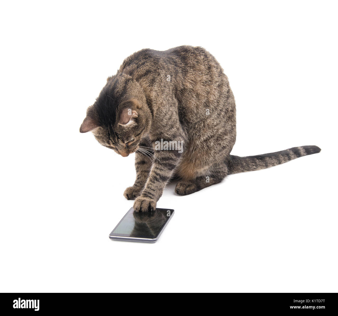 Brown tabby cat toccando un telefono intelligente schermo con la sua zampa, su bianco Foto Stock