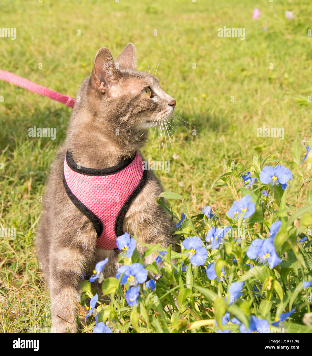 Blue tabby cat in rosa e il cablaggio guinzaglio, accanto a Dayflowers asiatico Foto Stock