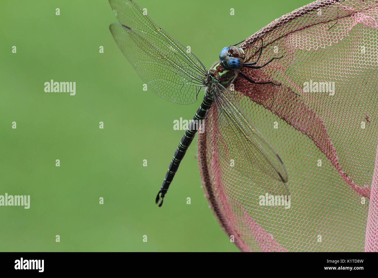 Close up di libellula di grandi dimensioni Foto Stock