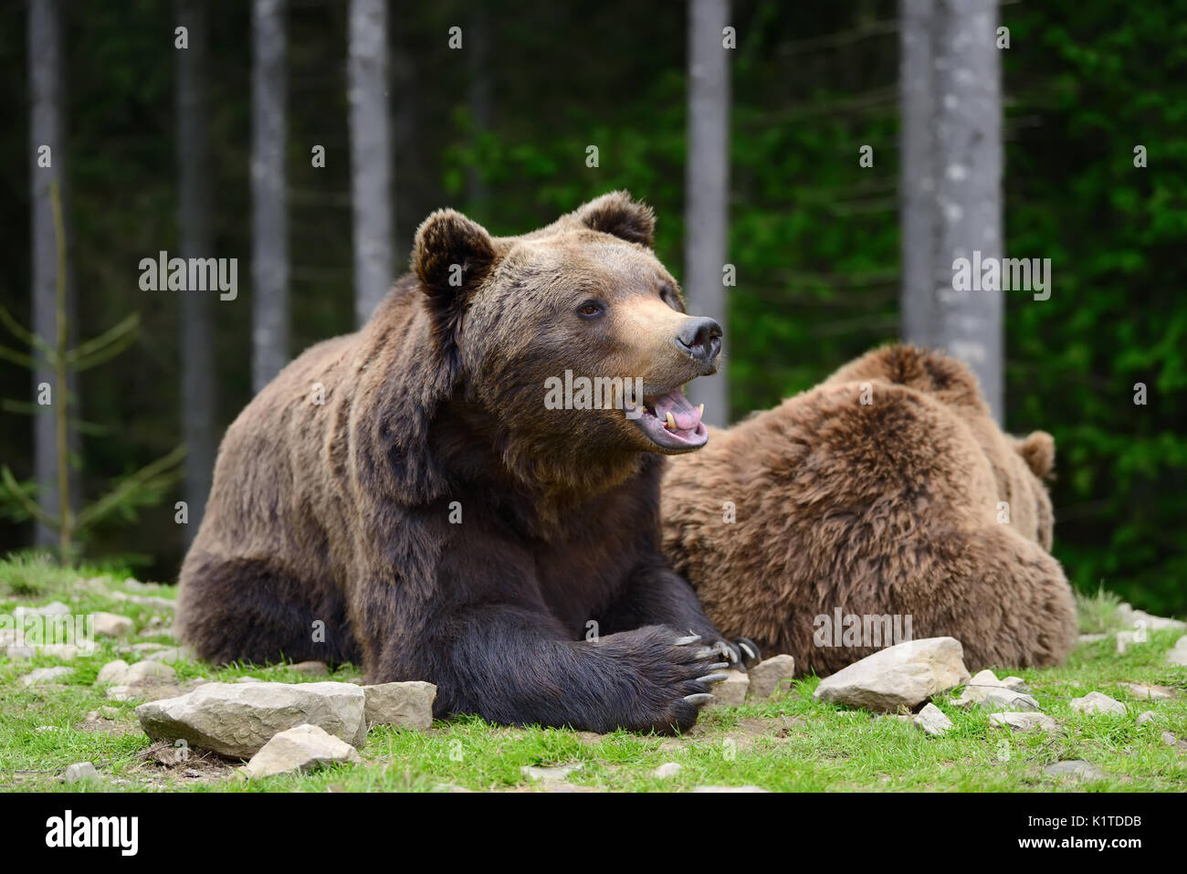 Grande orso bruno della foresta Foto Stock