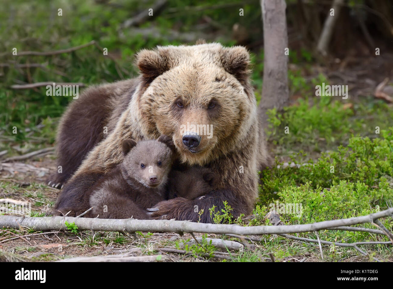 Orso bruno con i cuccioli in foresta Foto Stock