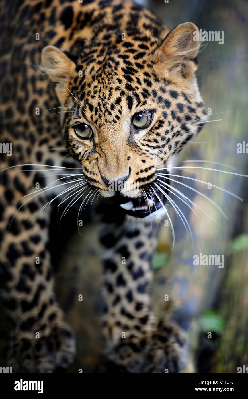 Close up arrabbiato ritratto di Leopard Foto Stock