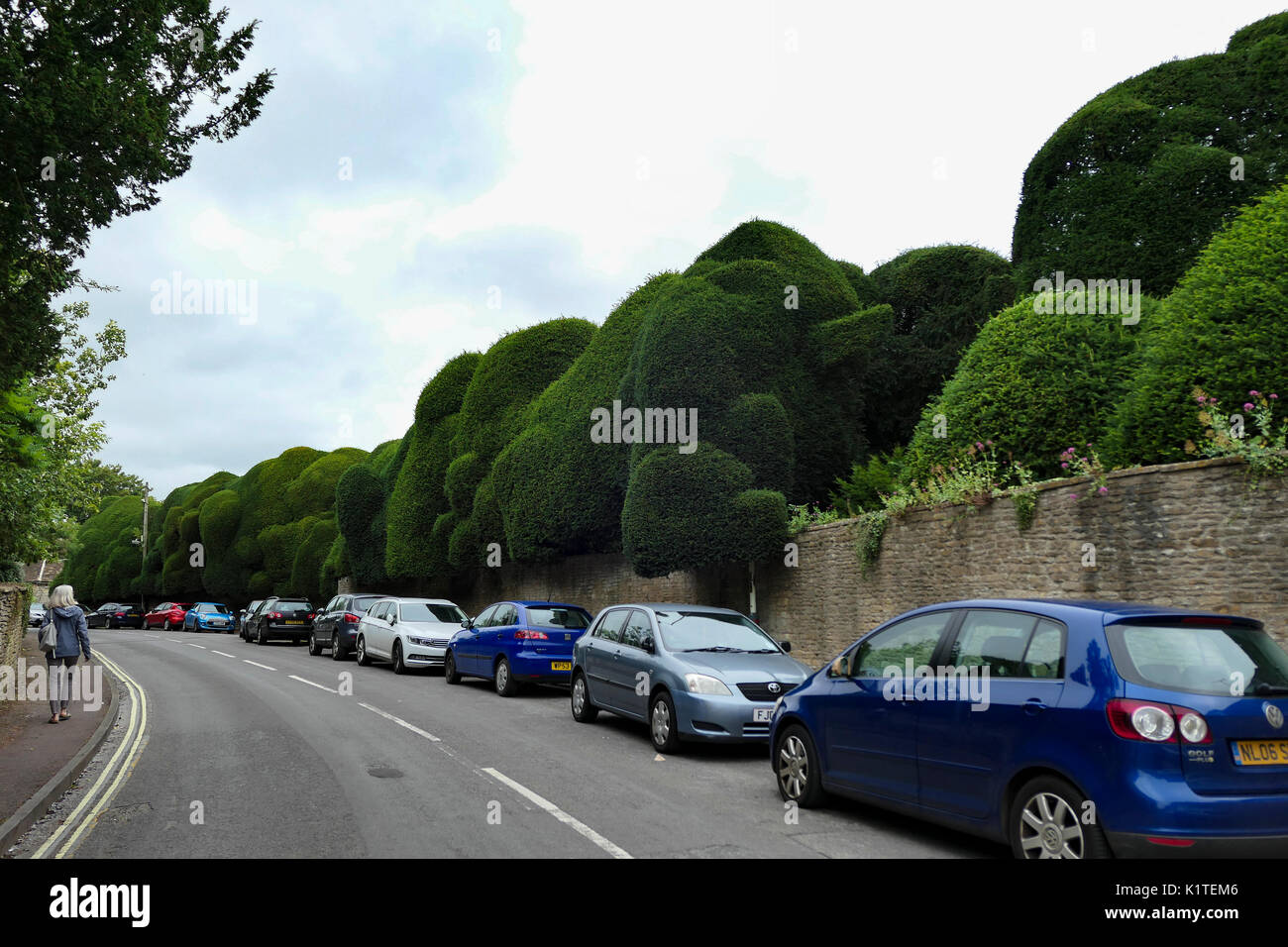 Tassi sagomati a Corsham corte, Wiltshire, Regno Unito Foto Stock