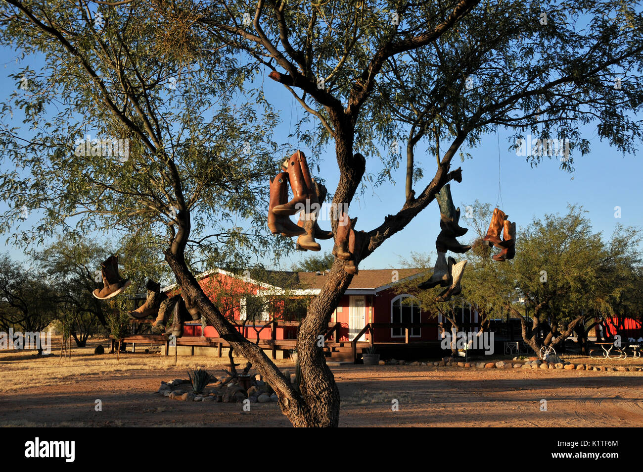 Vecchio stivali da cowboy appeso a un albero, Green Valley, Arizona, Stati Uniti. Foto Stock
