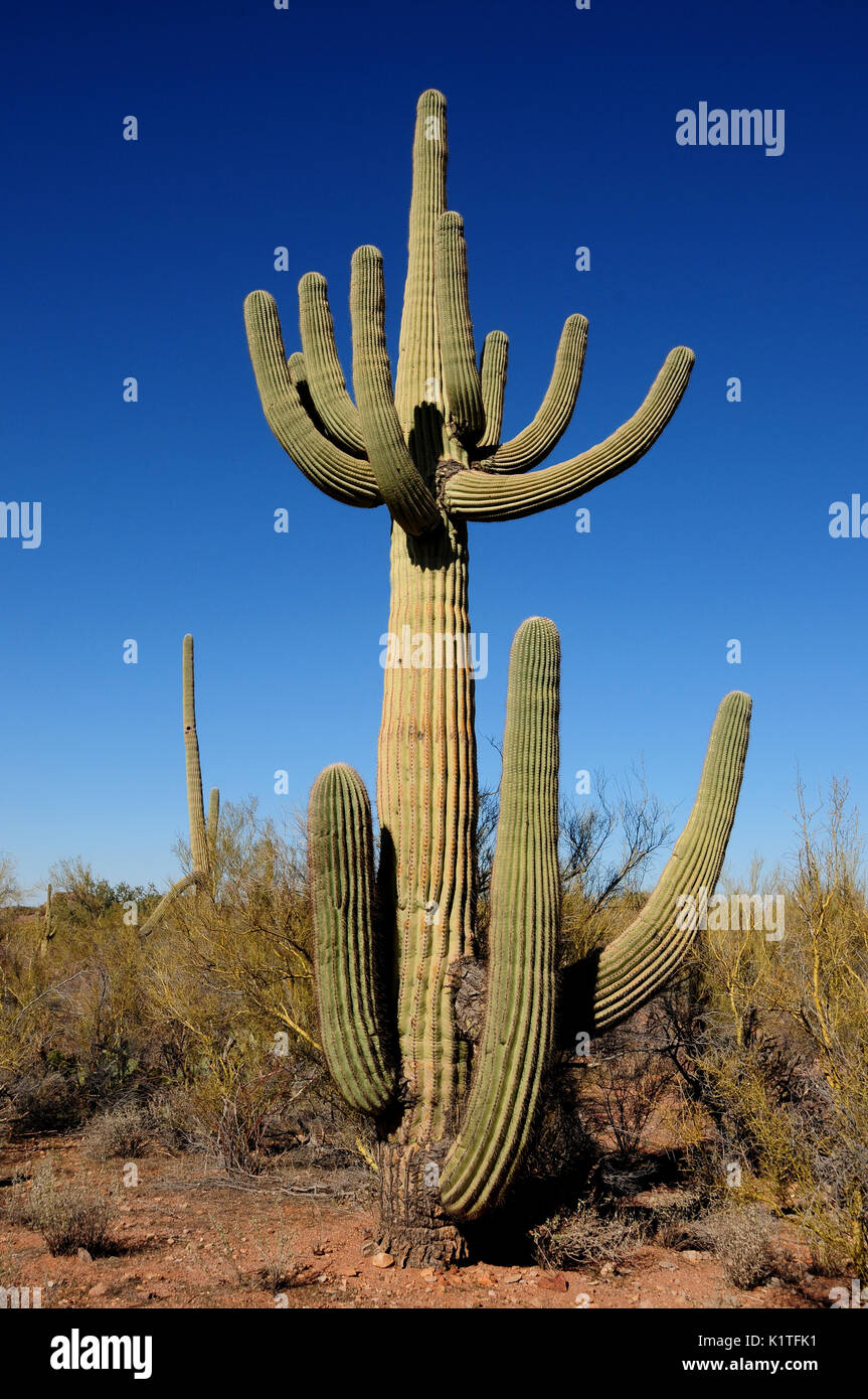 Ironwood Forest National Monument, Deserto Sonoran, Eloy, Arizona, Stati Uniti. Foto Stock