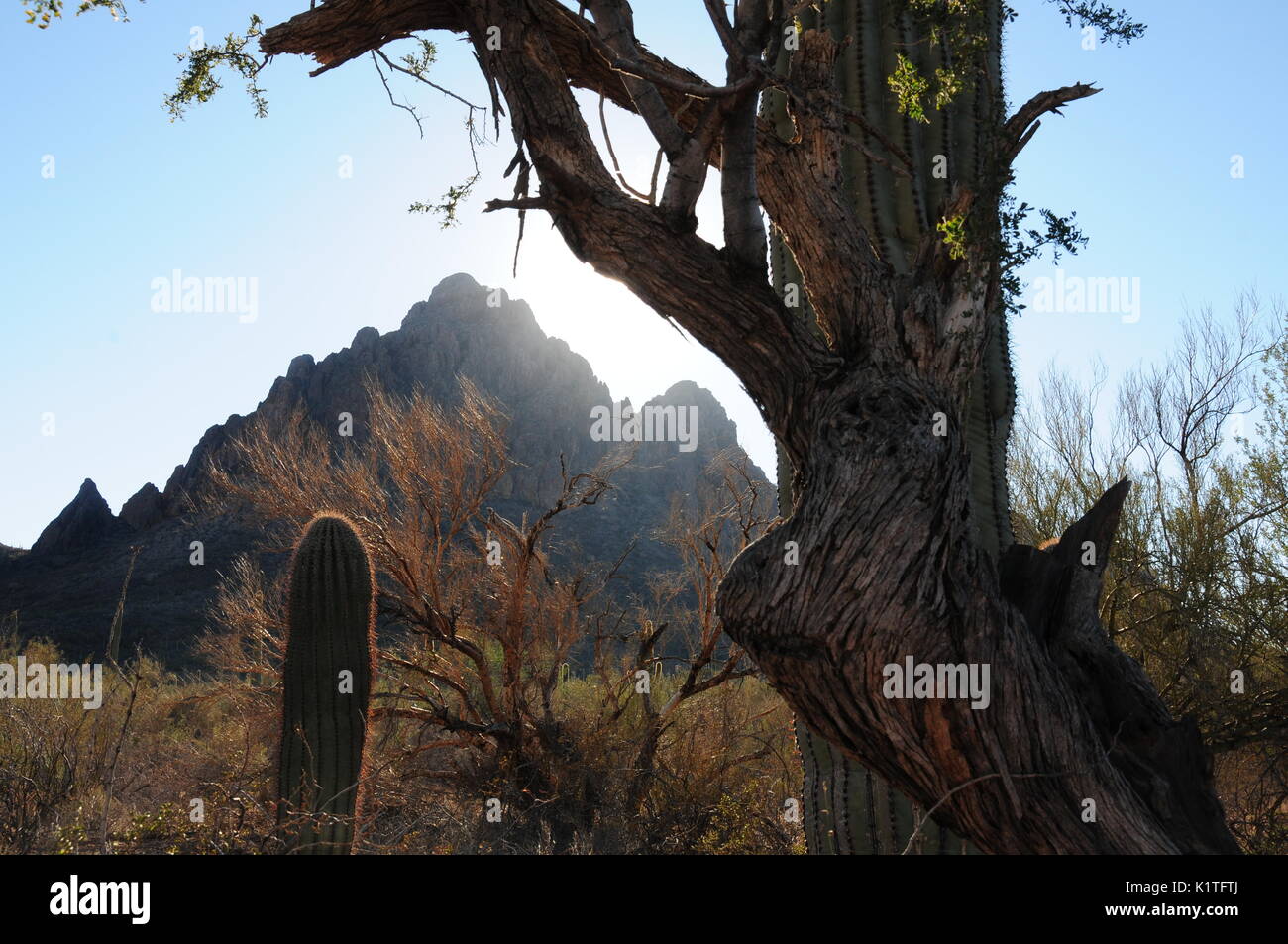 Ironwood Forest National Monument, Deserto Sonoran, Eloy, Arizona, Stati Uniti. Foto Stock