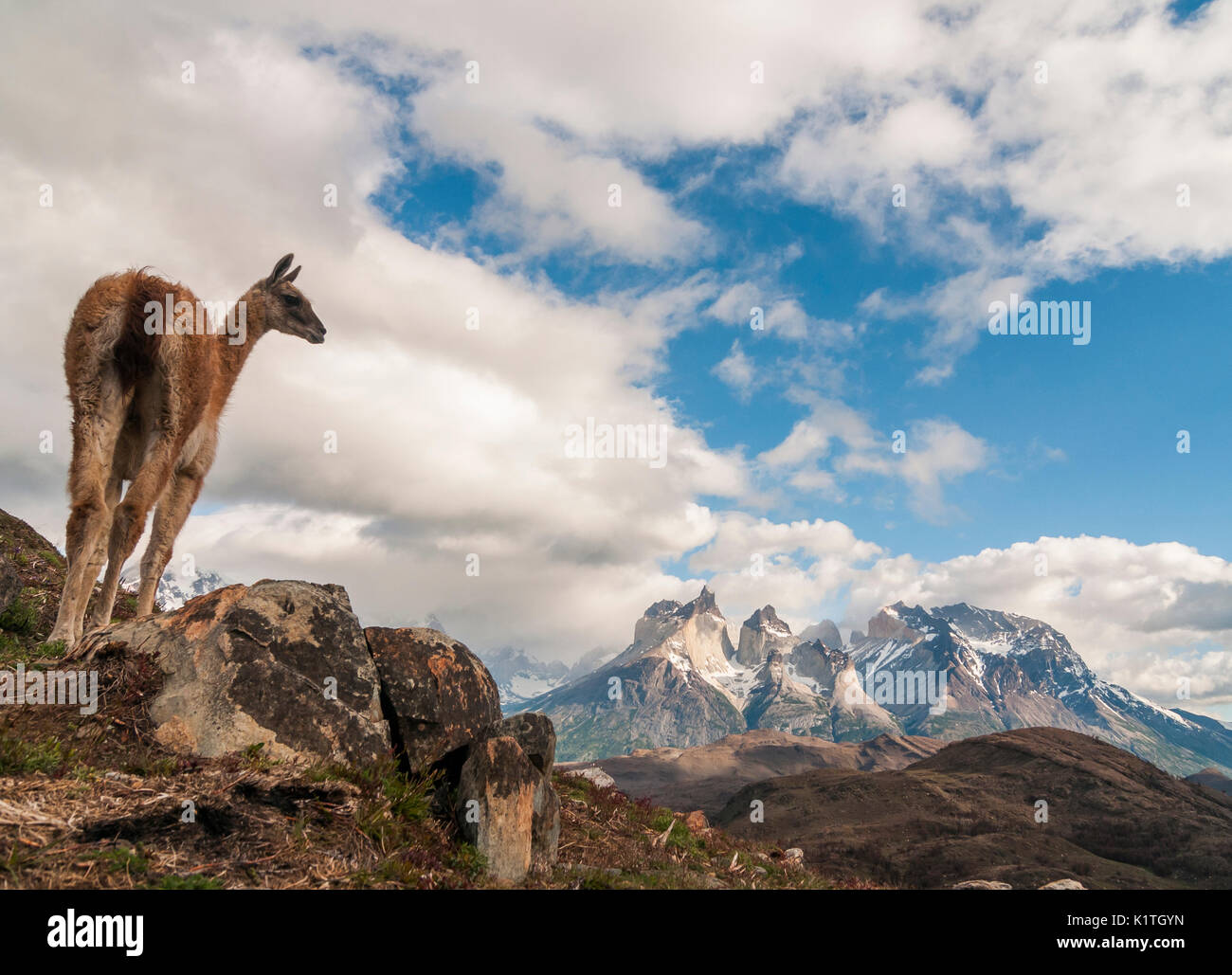 Parco Nazionale di Torres del Paine nella Patagonia cilena. Parque Nacional Torres del Paine en Cile. Región de Magallanes. Foto Stock