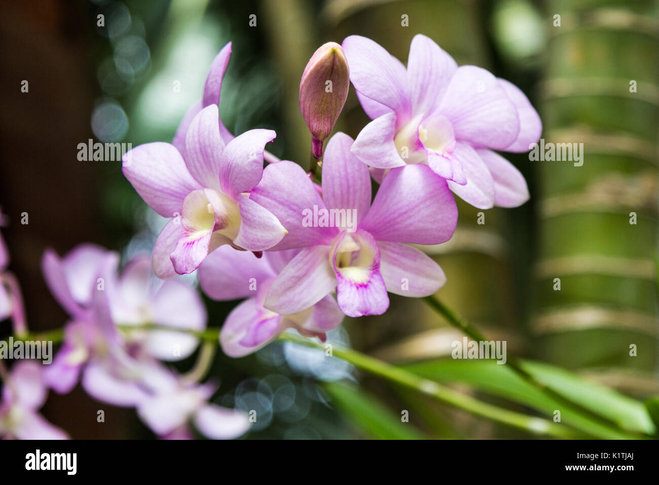 Lilla orchidea (Orchidaceae) Foto Stock