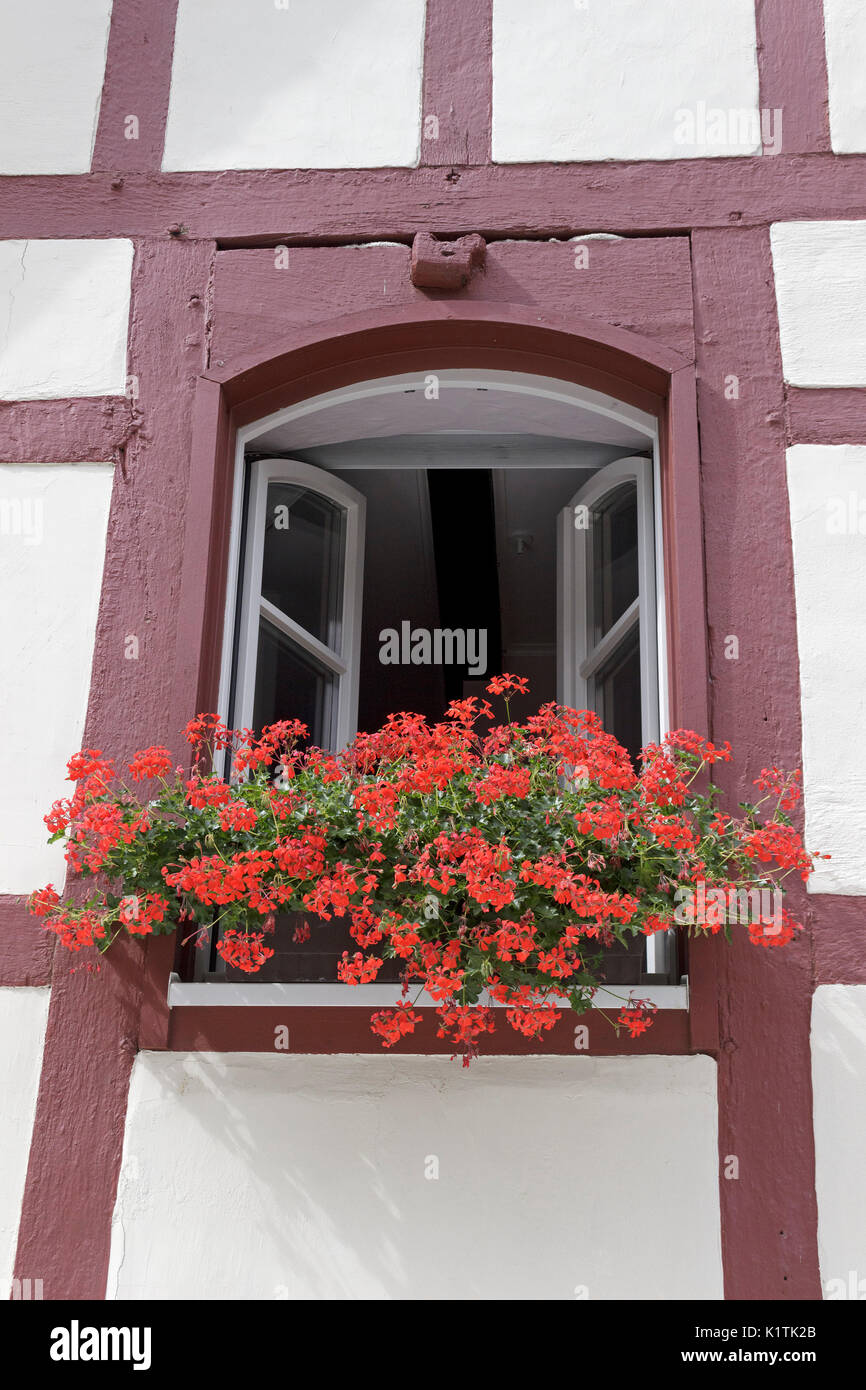 Fiori in una finestra, Beilstein, Moselle, Renania-Palatinato, Germania Foto Stock