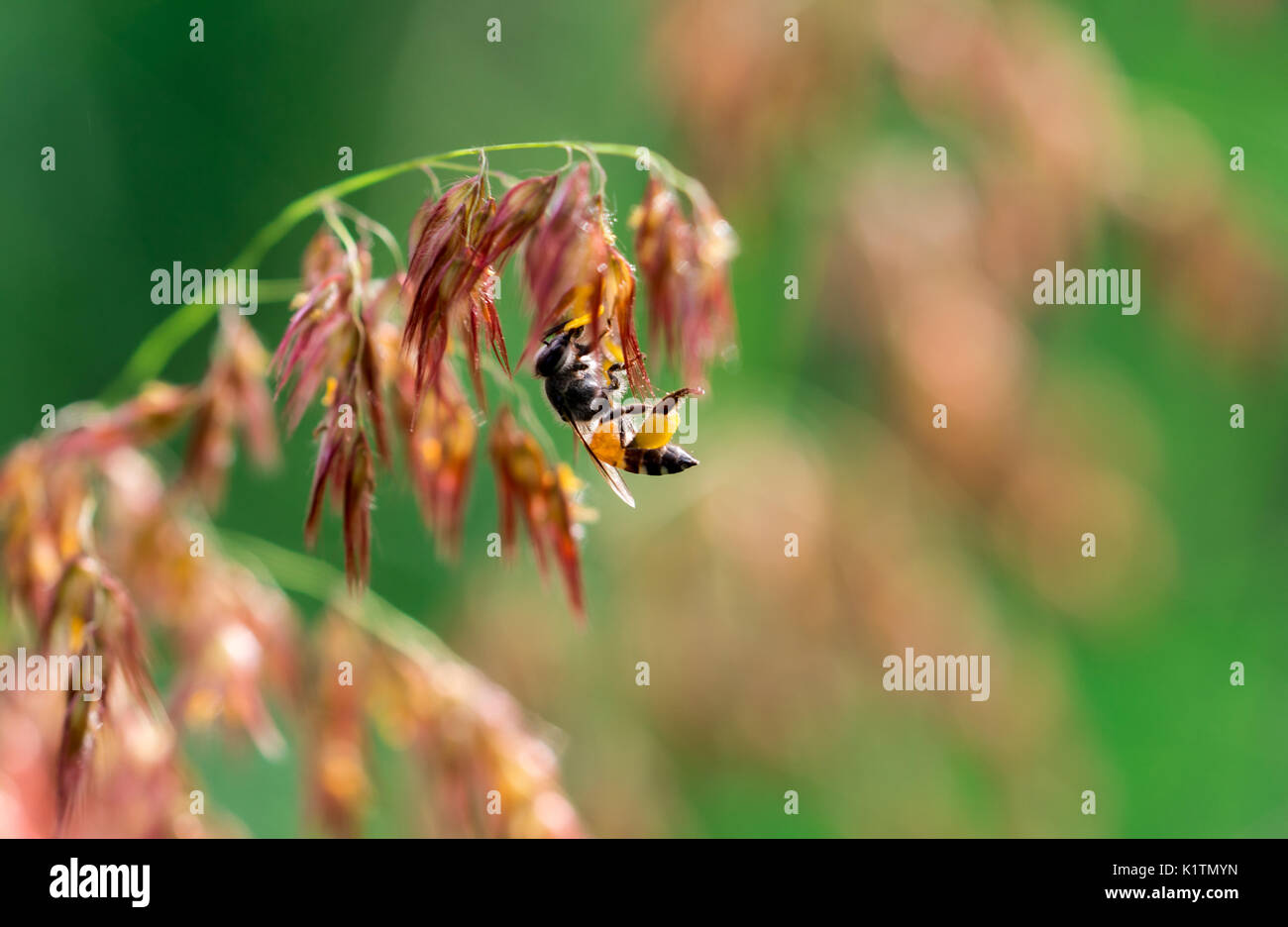 Macro shot di nero giallo bee aspirare il dolce nettare da ( melinis repens ) fiori di colore rosa Foto Stock