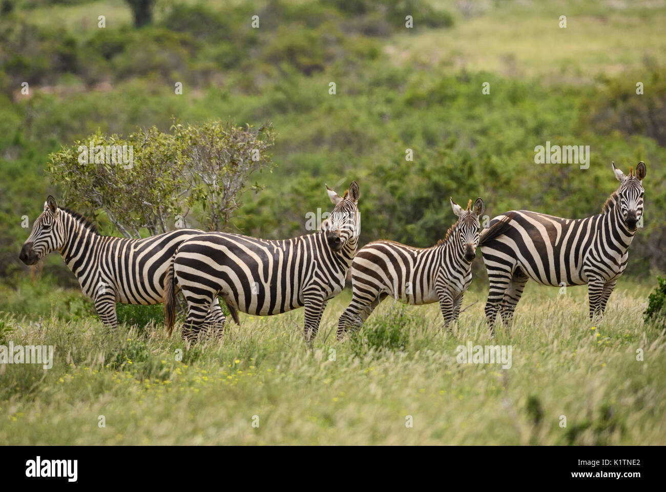 Le pianure Zebra - Equus quagga, Tsavo Est, Kenya Foto Stock