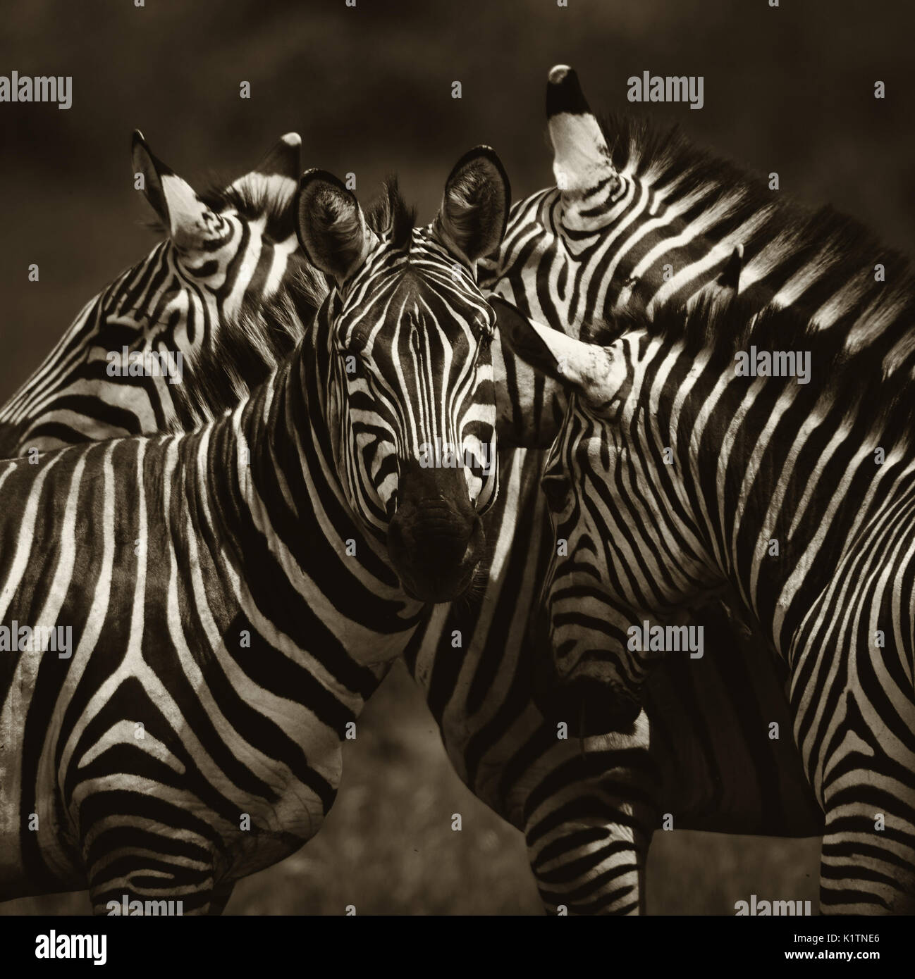 Le pianure Zebra - Equus quagga, Tsavo Est, Kenya Foto Stock